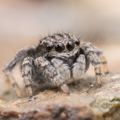 Maratus vespertilio (Bat-like peacock spider) at Campbell, ACT - 8 Oct 2022 by patrickcox