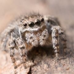 Maratus vespertilio at Campbell, ACT - 9 Oct 2022