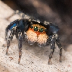 Euophryinae sp.(Undescribed) (subfamily) (A jumping spider) at Mount Ainslie - 9 Oct 2022 by patrickcox