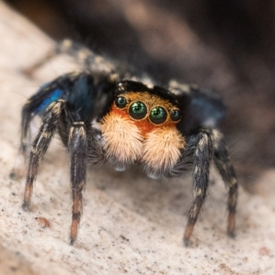 Euophryinae sp.(Undescribed) (subfamily) (A jumping spider) at Campbell, ACT - 9 Oct 2022 by patrickcox