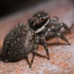 Maratus griseus at Campbell, ACT - 9 Oct 2022 11:00 AM