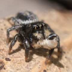 Salticidae sp. 'Golden palps' at Campbell, ACT - 9 Oct 2022