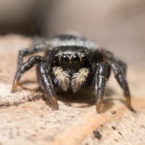 Salticidae sp. 'Golden palps' at Campbell, ACT - 9 Oct 2022