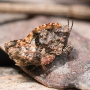 Tetrigidae (family) at Campbell, ACT - 9 Oct 2022 11:00 AM