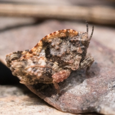Tetrigidae (family) (Pygmy grasshopper) at Campbell, ACT - 9 Oct 2022 by patrickcox