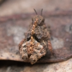 Tetrigidae (family) at Campbell, ACT - 9 Oct 2022 11:00 AM