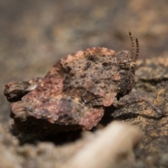 Tetrigidae (family) at Campbell, ACT - 9 Oct 2022 11:00 AM