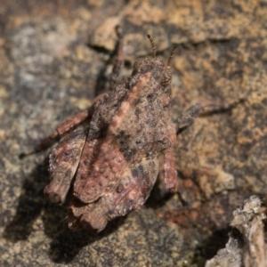 Tetrigidae (family) at Campbell, ACT - 9 Oct 2022 11:00 AM