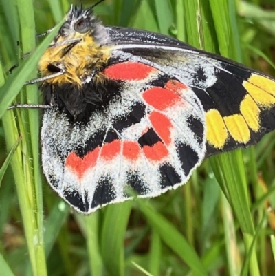 Delias harpalyce (Imperial Jezebel) at Federal Golf Course - 9 Oct 2022 by KL