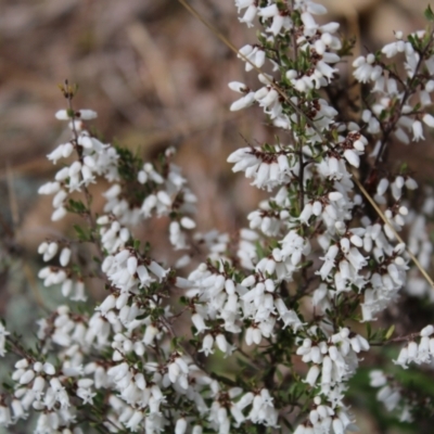 Cryptandra amara (Bitter Cryptandra) at O'Malley, ACT - 18 Aug 2022 by Tapirlord