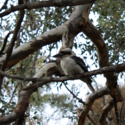 Dacelo novaeguineae (Laughing Kookaburra) at O'Malley, ACT - 18 Aug 2022 by Tapirlord