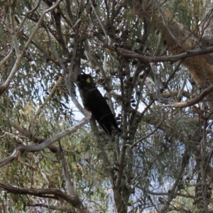 Zanda funerea at Jerrabomberra, ACT - 18 Aug 2022 10:53 AM