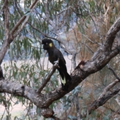 Zanda funerea at Jerrabomberra, ACT - 18 Aug 2022 10:53 AM