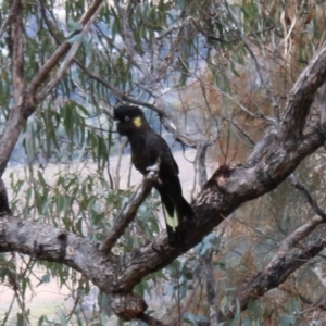 Zanda funerea at Jerrabomberra, ACT - 18 Aug 2022 10:53 AM