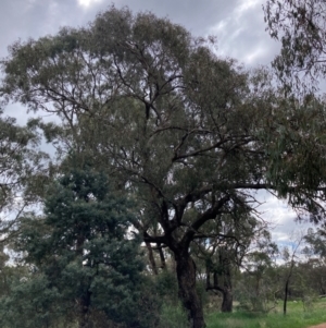 Eucalyptus goniocalyx at Hackett, ACT - 9 Oct 2022 03:03 PM