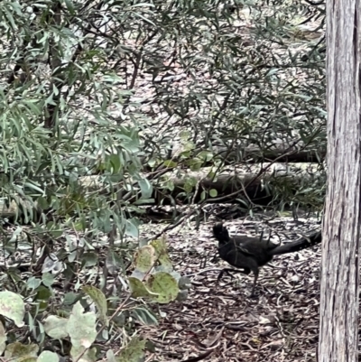 Menura novaehollandiae (Superb Lyrebird) at Kowen, ACT - 9 Oct 2022 by Bugologist