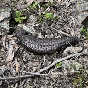 Tiliqua rugosa at Kowen, ACT - 9 Oct 2022 12:34 PM