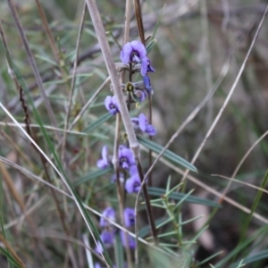 Hovea heterophylla at Hackett, ACT - 28 Aug 2022