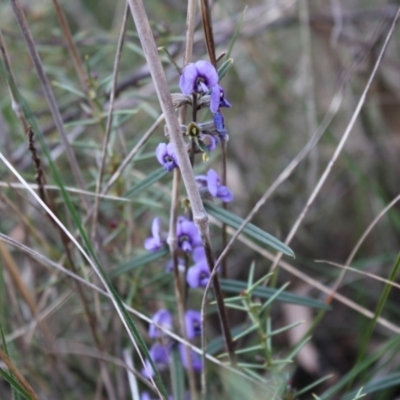 Hovea heterophylla (Common Hovea) at Hackett, ACT - 28 Aug 2022 by Tapirlord