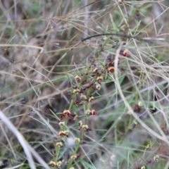 Daviesia genistifolia (Broom Bitter Pea) at Hackett, ACT - 28 Aug 2022 by Tapirlord