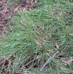 Nassella neesiana (Chilean Needlegrass) at Hackett, ACT - 9 Oct 2022 by waltraud