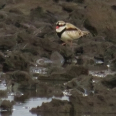 Charadrius melanops (Black-fronted Dotterel) at Fyshwick, ACT - 9 Oct 2022 by BenW