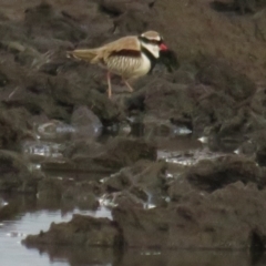 Charadrius melanops at Fyshwick, ACT - 9 Oct 2022 05:59 PM