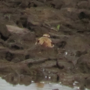 Charadrius melanops at Fyshwick, ACT - 9 Oct 2022 05:59 PM