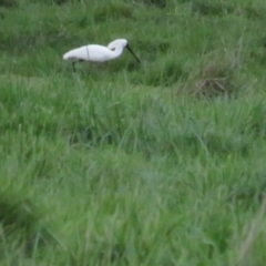 Platalea regia (Royal Spoonbill) at Fyshwick, ACT - 9 Oct 2022 by TomW