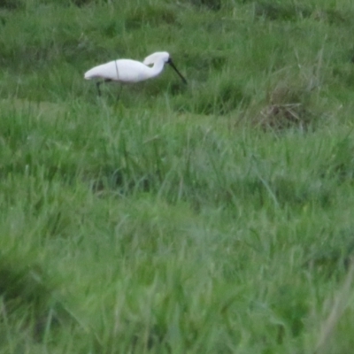 Platalea regia (Royal Spoonbill) at Fyshwick, ACT - 9 Oct 2022 by BenW