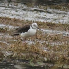 Himantopus leucocephalus (Pied Stilt) at Jerrabomberra Wetlands - 9 Oct 2022 by TomW