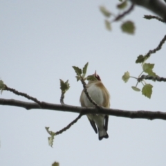 Carduelis carduelis (European Goldfinch) at Fyshwick, ACT - 9 Oct 2022 by TomW