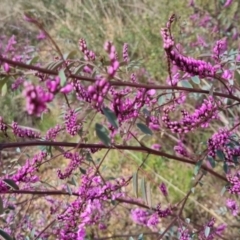 Indigofera australis subsp. australis at Bungendore, NSW - 9 Oct 2022 03:42 PM