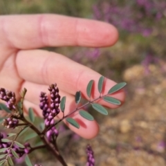 Indigofera australis subsp. australis at Bungendore, NSW - 9 Oct 2022