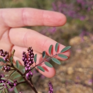 Indigofera australis subsp. australis at Bungendore, NSW - 9 Oct 2022