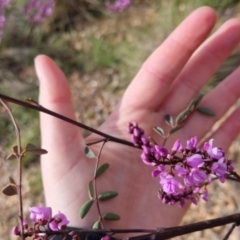 Indigofera australis subsp. australis at Bungendore, NSW - 9 Oct 2022 03:42 PM