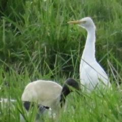 Bubulcus coromandus (Eastern Cattle Egret) at Fyshwick, ACT - 9 Oct 2022 by TomW