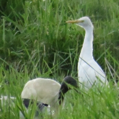 Bubulcus coromandus (Eastern Cattle Egret) at Fyshwick, ACT - 9 Oct 2022 by BenW