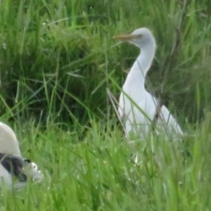 Bubulcus coromandus at Fyshwick, ACT - 9 Oct 2022