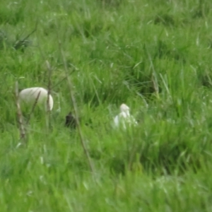 Bubulcus coromandus at Fyshwick, ACT - 9 Oct 2022