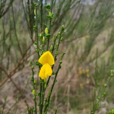 Cytisus scoparius subsp. scoparius (Scotch Broom, Broom, English Broom) at Bungendore, NSW - 9 Oct 2022 by clarehoneydove