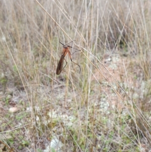 Harpobittacus australis at Stromlo, ACT - 9 Oct 2022