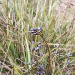 Dianella revoluta (Black-Anther Flax Lily) at Stromlo, ACT - 9 Oct 2022 by HughCo