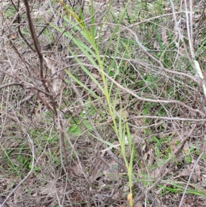 Stypandra glauca at Stromlo, ACT - 9 Oct 2022