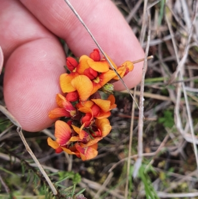 Dillwynia sericea (Egg And Bacon Peas) at Stromlo, ACT - 9 Oct 2022 by HughCo