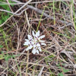 Wurmbea dioica subsp. dioica at Stromlo, ACT - 9 Oct 2022