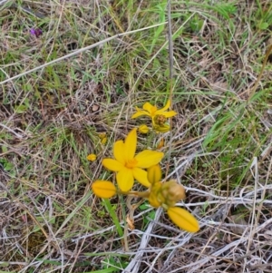 Bulbine sp. at Stromlo, ACT - 9 Oct 2022 01:03 PM