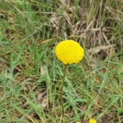 Craspedia variabilis (Common Billy Buttons) - 1 Jan 1900 by HughCo