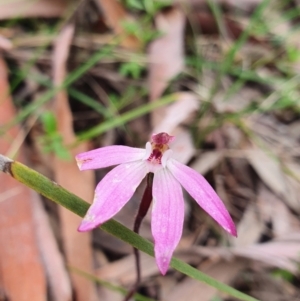 Caladenia fuscata at Stromlo, ACT - suppressed