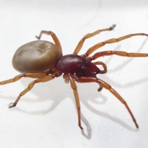 Dysdera crocata at Chisholm, ACT - 9 Oct 2022 01:12 PM